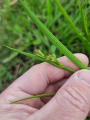 Juncus prismatocarpus