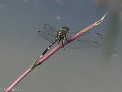 Orthetrum serapia