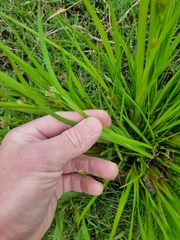 Juncus prismatocarpus