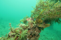 Notolabrus parilus
