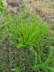 Juncus prismatocarpus