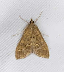 Mecyna mustelinalis