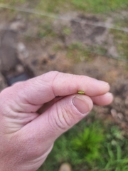 Juncus prismatocarpus