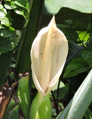 Xanthosoma