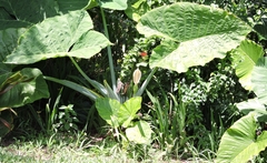 Xanthosoma