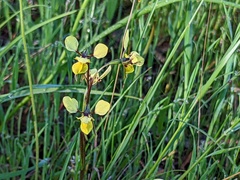 Diuris