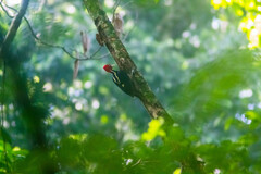 Campephilus guatemalensis