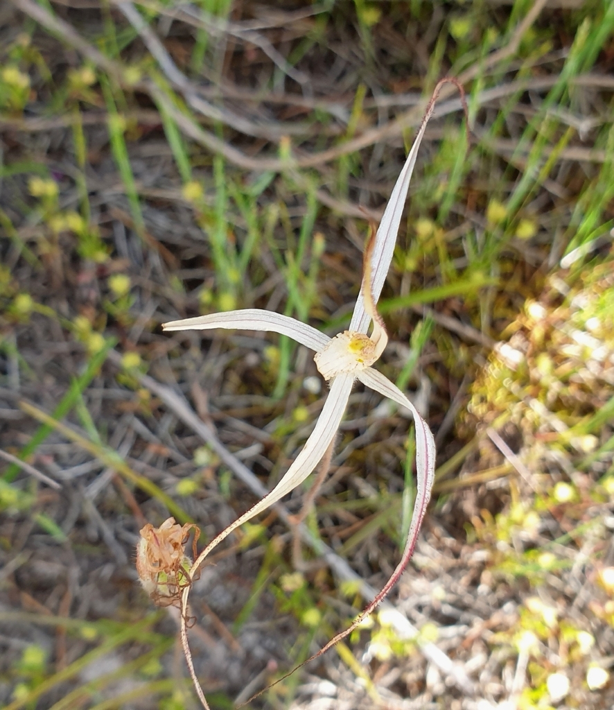 Caladenia capillata