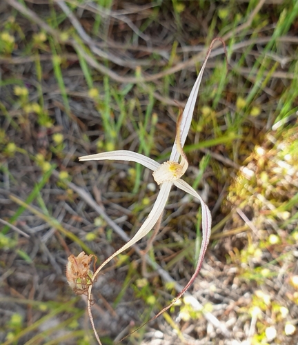 Image of Caladenia capillata by (c) Rosalie Lawrence, some rights reserved (CC BY)
