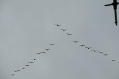 Cygnus columbianus bewickii