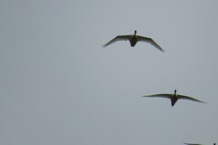Cygnus columbianus bewickii