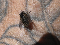 Scaptia auriflua