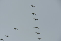Cygnus columbianus bewickii