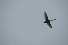 Cygnus columbianus bewickii
