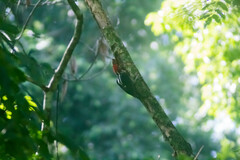 Campephilus guatemalensis