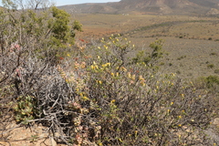 Pegolettia baccaridifolia