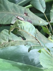 Coreoidea