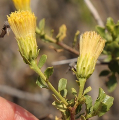 Pegolettia baccaridifolia