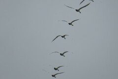 Cygnus columbianus bewickii