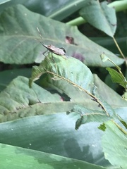 Coreoidea