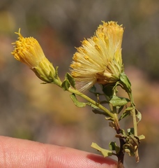 Pegolettia baccaridifolia