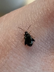 Psylliodes chrysocephala