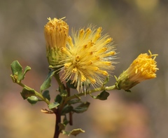 Pegolettia baccaridifolia