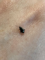 Psylliodes chrysocephala