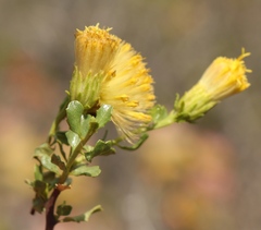 Pegolettia baccaridifolia