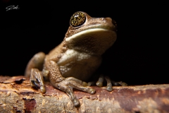 Trachycephalus typhonius