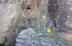 Berkheya angustifolia