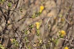 Pegolettia baccaridifolia