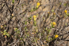 Pegolettia baccaridifolia