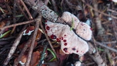 Hydnellum peckii