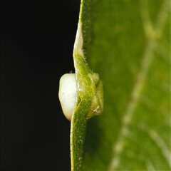 Pachypsylla celtidismamma