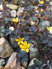 Oxalis corniculata
