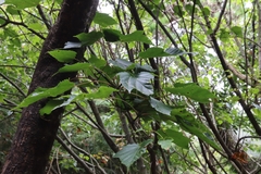 Acer morrisonense
