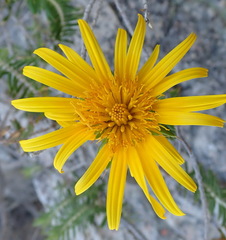 Berkheya angustifolia