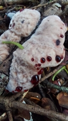 Hydnellum peckii