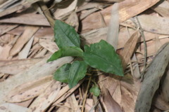 Goodyera