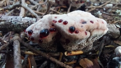 Hydnellum peckii