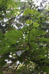 Acer morrisonense