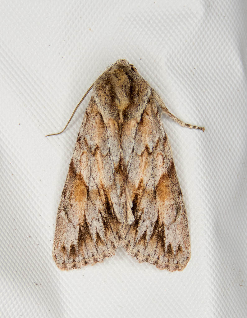 Andropolia theodori