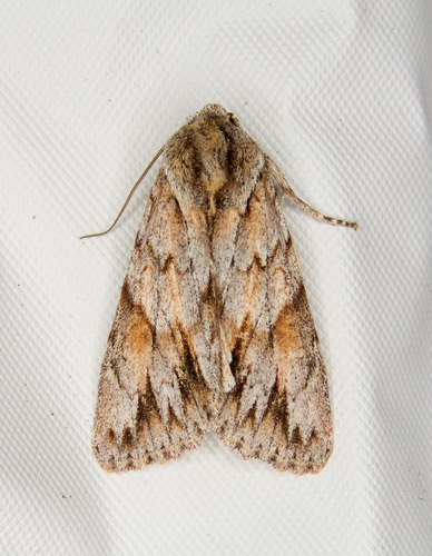 Andropolia theodori Grote, 1878