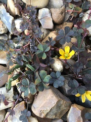 Oxalis corniculata