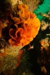 Steginoporella chartacea