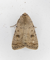 Caradrina meralis