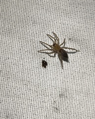 Clubionidae