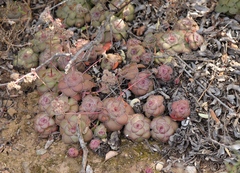 Crassula orbicularis