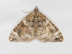 Eulithis xylina